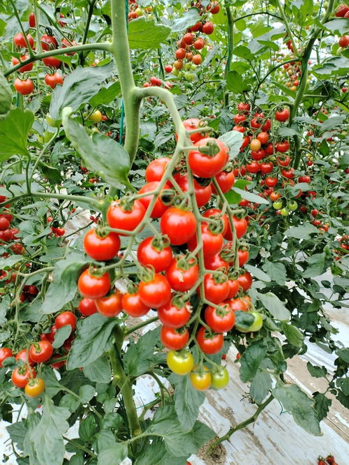 首届番茄争霸赛 萧山这四个基地的番茄获市级嘉奖 快来看看谁是杭州番茄之王